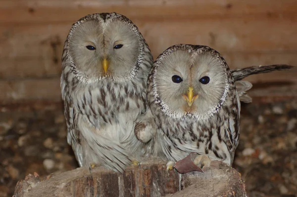 Två Ugglor Zoo Tittar Rakt Fram — Stockfoto