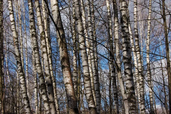 Fond Nombreux Bouleaux Dans Forêt Contre Ciel Bleu — Photo