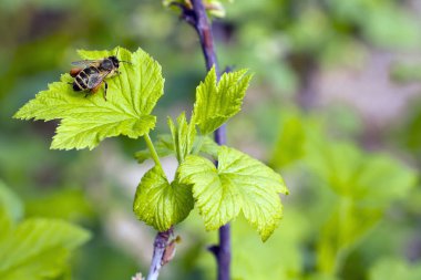 Arı polen güneşli bir ayak üzerinde ile