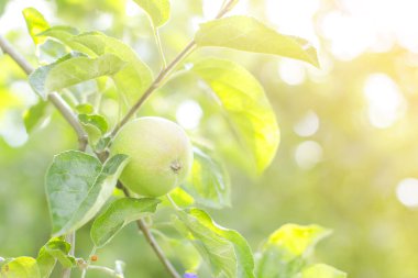 Elma Bahçe gün güneşli yaz
