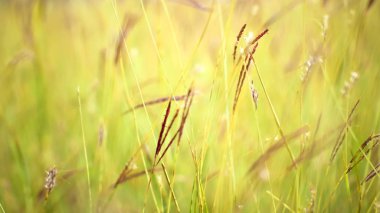 Çim yakın çekim güneşli hava, doğa, bokeh.