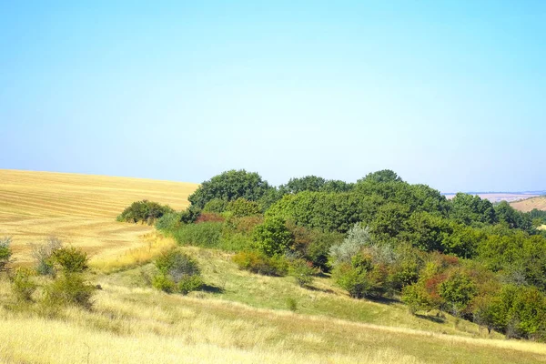 Gras aus nächster Nähe bei sonnigem Wetter, Natur, Bokeh. — Stockfoto