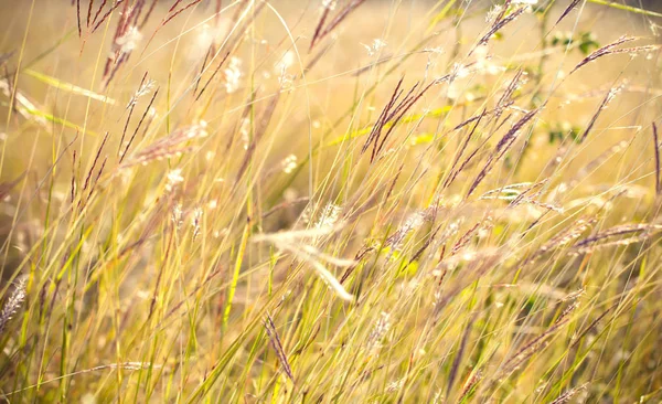 Трава крупним планом в сонячну погоду, природа, боке . — стокове фото