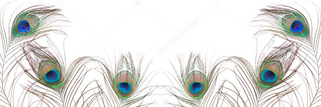 Peacock feather isolated on white background. Close up.