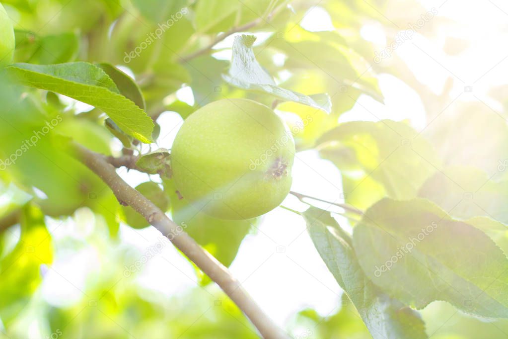 apple garden on a sunny summer day