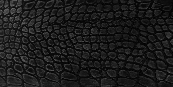 Yılan arka plan cilt. Yakın çekim.