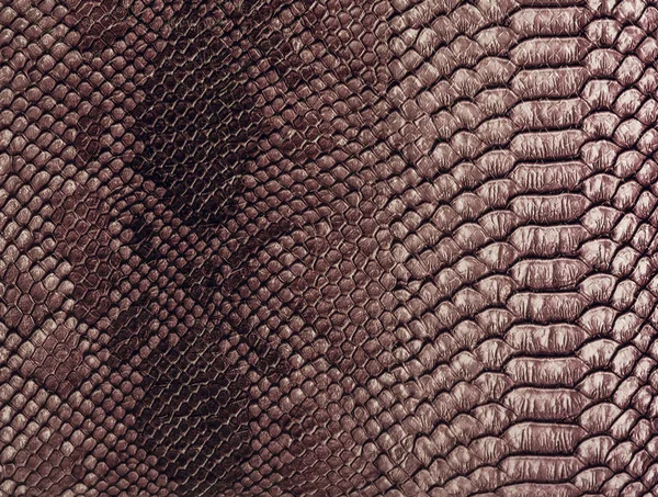 Snake skin background. Close up. — Stock Photo, Image