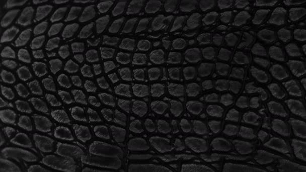 Snake Skin Background Close High Quality Footage — Stock Video
