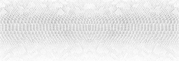 Skin Snake Background Texture Peau Serpent Blanc Gros Plan — Photo