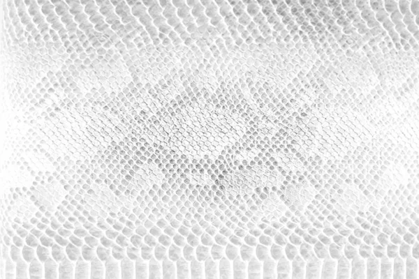 Haut Schlange Hintergrund Weiße Schlangenhaut Textur Nahaufnahme — Stockfoto