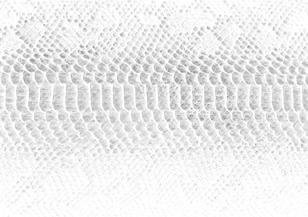 Skin Snake Background Texture Peau Serpent Blanc Gros Plan — Photo