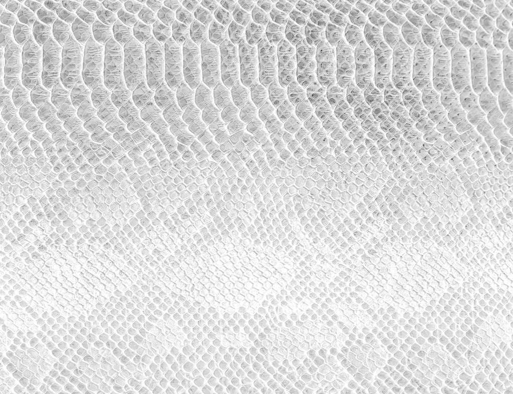Skin snake background White snake skin texture Close-up