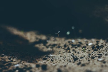 Mars kolonileşme kavramı yabancı topraklardan filizlenen ilk bitki.