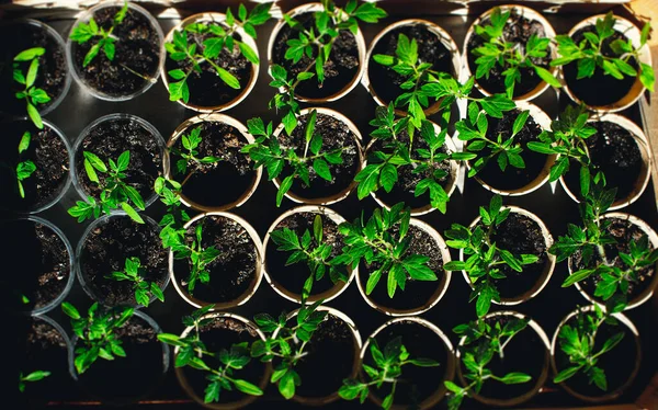 Home Zaailing Tomatentuin Jonge Tomatenplanten Groeien Uit Bodem — Stockfoto