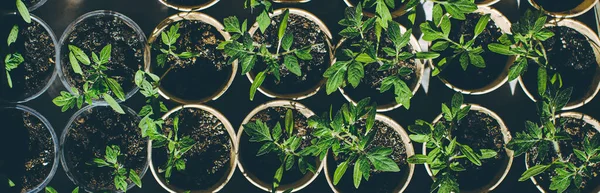 Tomatengarten Junge Tomatenpflanzen Die Aus Der Erde Wachsen — Stockfoto