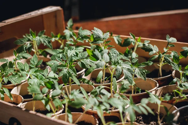Αρχική Σπορά Τοματοκήπια Νεαρά Φυτά Τομάτας Που Αναπτύσσονται Έξω Από — Φωτογραφία Αρχείου