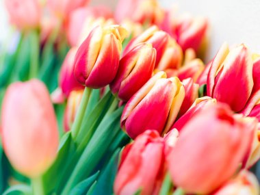 Arka plan bulanık üzerinde taze kırmızı lale