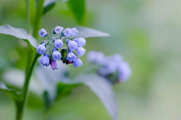 Flores da floresta azul no fundo borrado — Fotografia de Stock