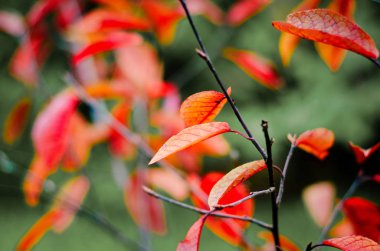 arka plan bulanık kırmızı sonbahar yaprakları