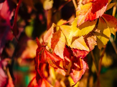 arka plan bulanık kırmızı sonbahar yaprakları