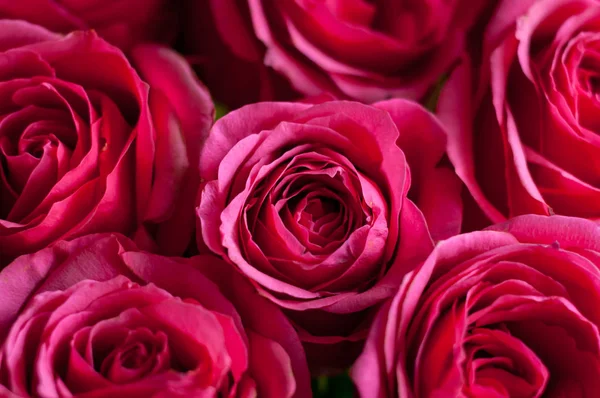 Rosa rosas frescas — Fotografia de Stock