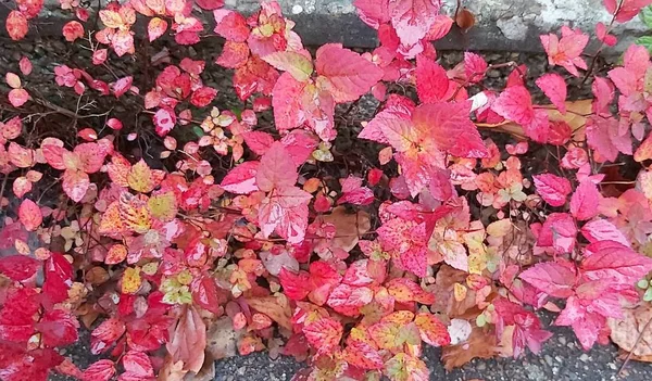 Autumn Garden — Stock Photo, Image