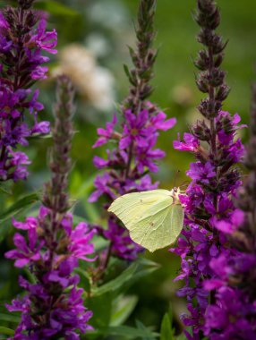 brimstone butterfly on a purple loosestrife blossom,sunny summer day clipart