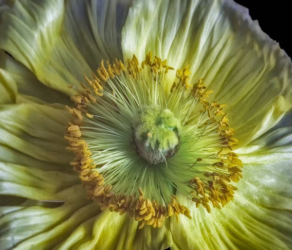 Szeroki opend żółty jedwab maku kwiat serca makro, czarne tło — Zdjęcie stockowe