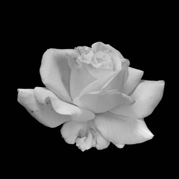 Macro fleur de rose blanche monochrome avec gouttes de pluie, fond noir — Photo