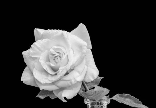 Монохромний макрос свіжої білої троянди у вазі з краплями дощу — стокове фото