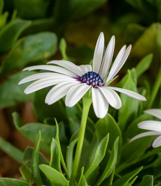 Vit afrikansk tusensköna blomma makro på naturlig grön suddig bakgrund — Stockfoto