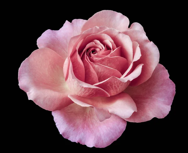 Isolated pastel pink rose blossom macro,black background — Φωτογραφία Αρχείου