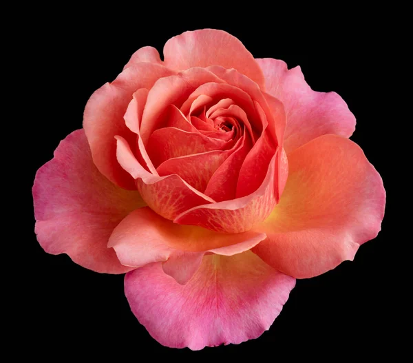 isolated orange red pink rose blossom macro,black background