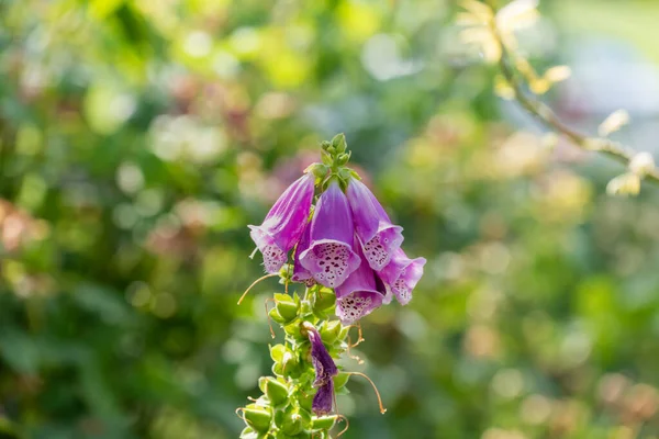 Кластер розовых фиолетовых цветов лисьей перчатки, размытый природный сад — стоковое фото
