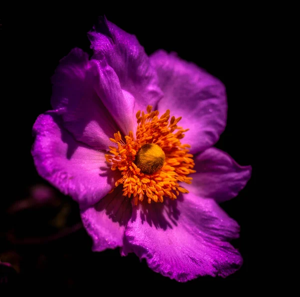 Macro retrato de una flor de anémona violeta, textura detallada, en negro —  Fotos de Stock