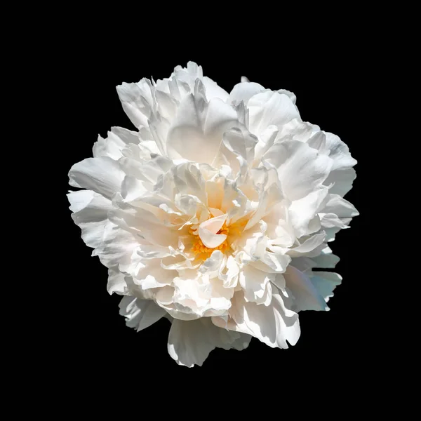 isolated single bright white peony blossom,black background,fine art