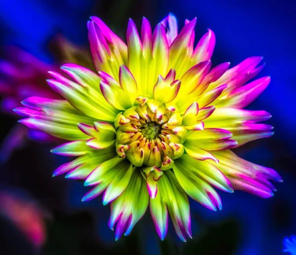 Lebendige farbige Blumen Makro surreale Fantasie Dahlie blühen Porträt — Stockfoto