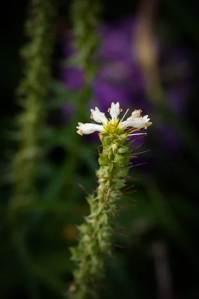 Liten gul foxhandske blommar utomhus makro, grön violett suddig rygg — Stockfoto