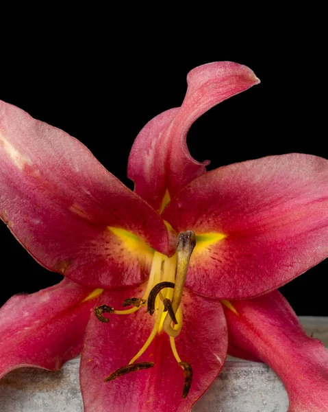 Einzelne vereinzelte rote gelbe Lilienblüten auf einem Betonwürfel — Stockfoto