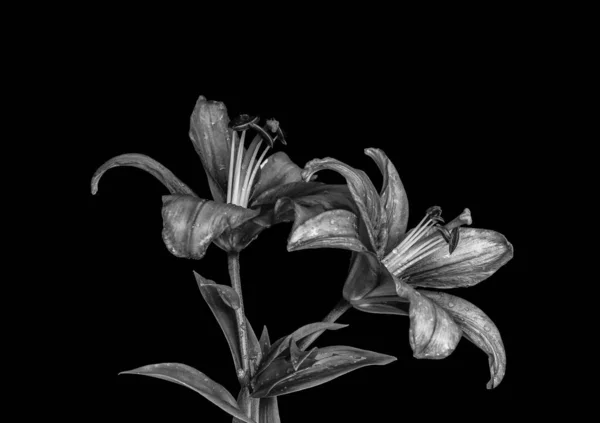 Monochrome vintage lily blossoms with rain drops macro, black back