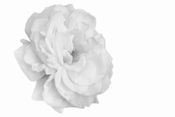 Černobílé růže kvetoucí makro, bílé pozadí, výtvarné umění — Stock fotografie