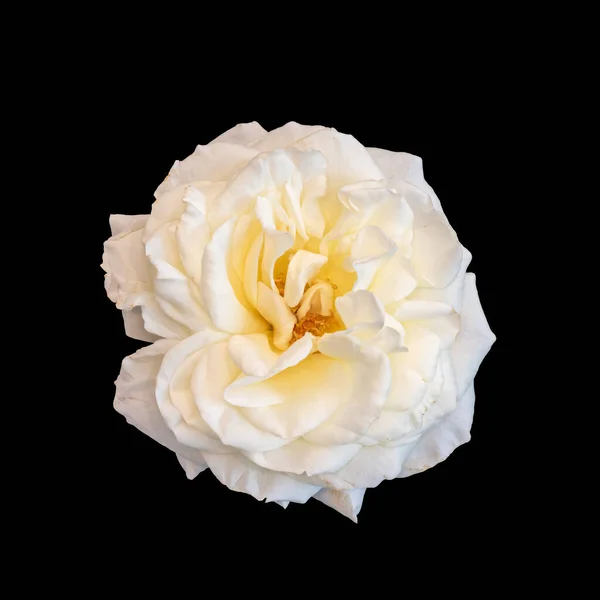 Yellow white rose blossom macro, black background, fine art still life — стоковое фото