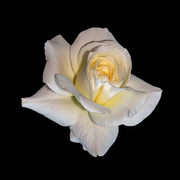 Sárga fehér rózsa virág makró, fekete háttér, képzőművészet csendélet — Stock Fotó
