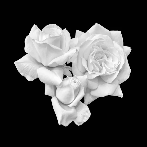 Macro collage monocromo de tres flores de rosas blancas de diferentes edades — Foto de Stock