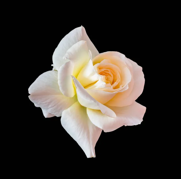 Σουρεαλιστικό πορτοκαλί κίτρινο λευκό ροζ τριαντάφυλλο ανθίσει μακροεντολή σε μαύρο — Φωτογραφία Αρχείου