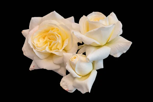 Макроколлаж из трех цветков желтой белой розы разного возраста — стоковое фото