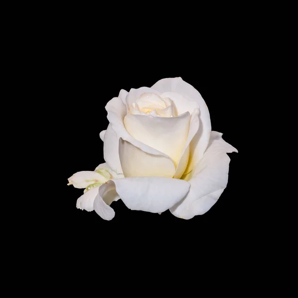 Sárga fehér rózsa virág makró esőcseppekkel, fekete háttér — Stock Fotó