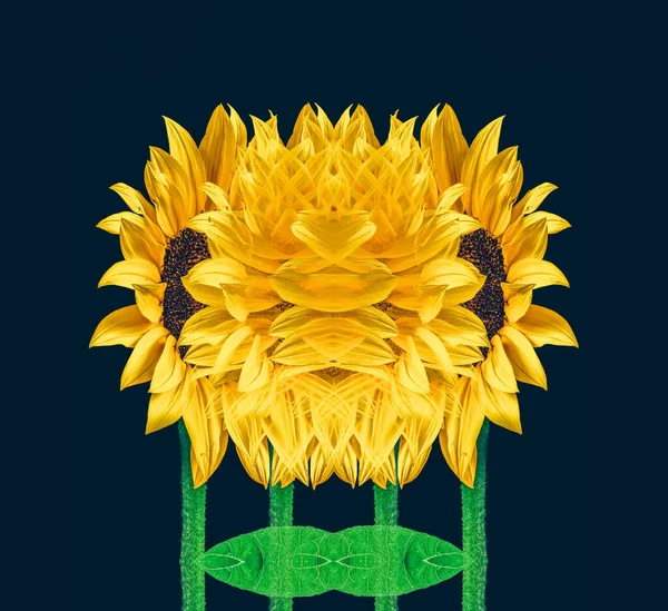 Collage van gele zonnebloemen met groene stengel en bladeren op blauw — Stockfoto