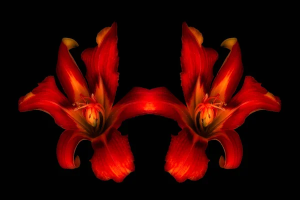 Surrealistic daylily macro of a pair of red glowing connected blooms — Stock Photo, Image