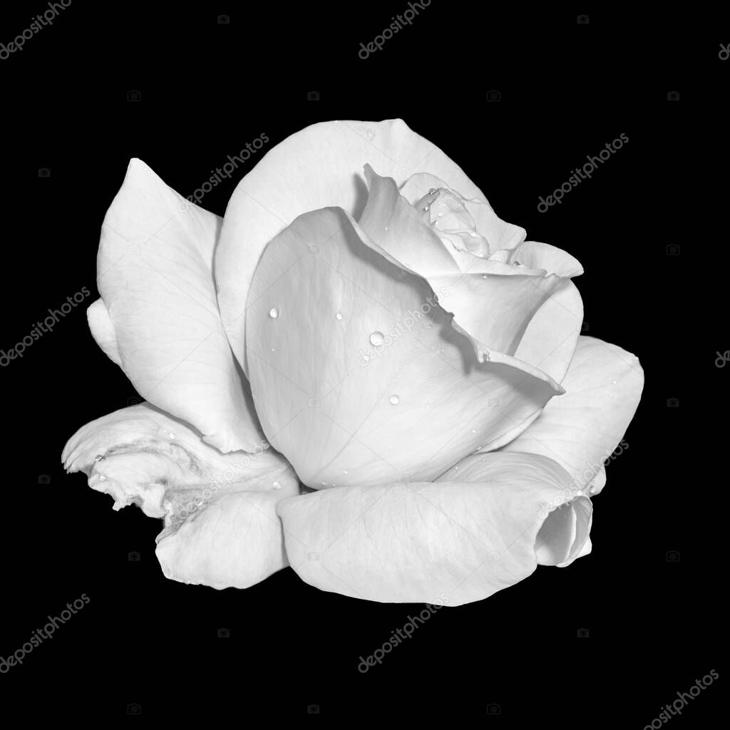 monochrome white rose blossom macro,rain drops,black background